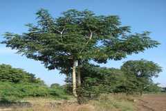 Albizia procera